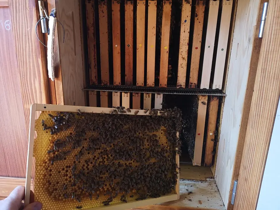 Utrinki iz čebelnjaka 28